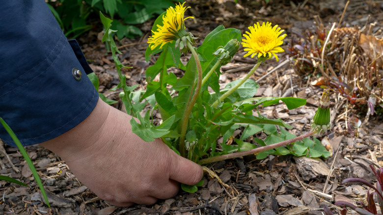 A hand is gripping the base of a weed that has yellow flowers and narrow lobed leaves.