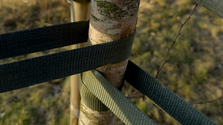 Closeup of a tree trunk with supportive straps