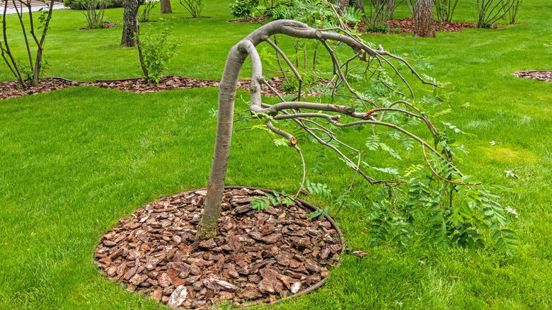 A young tree leaning in a green landscaped yard