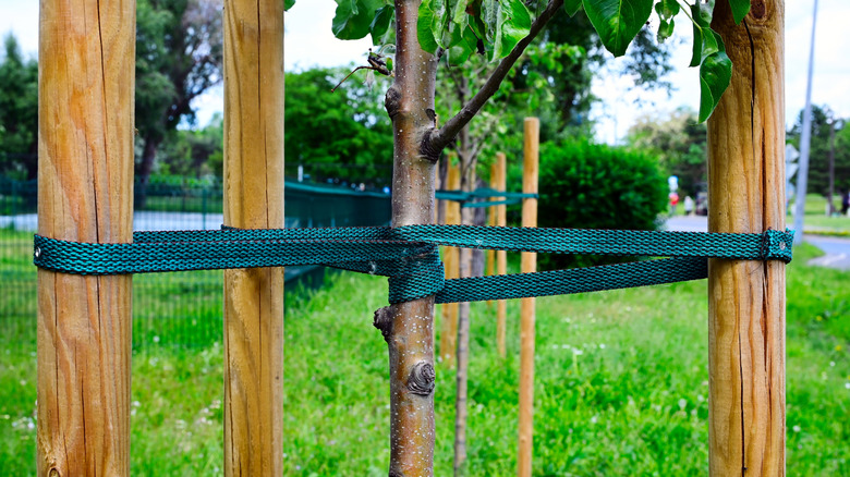 A thin tree between three wooden stakes tied with green canvas straps