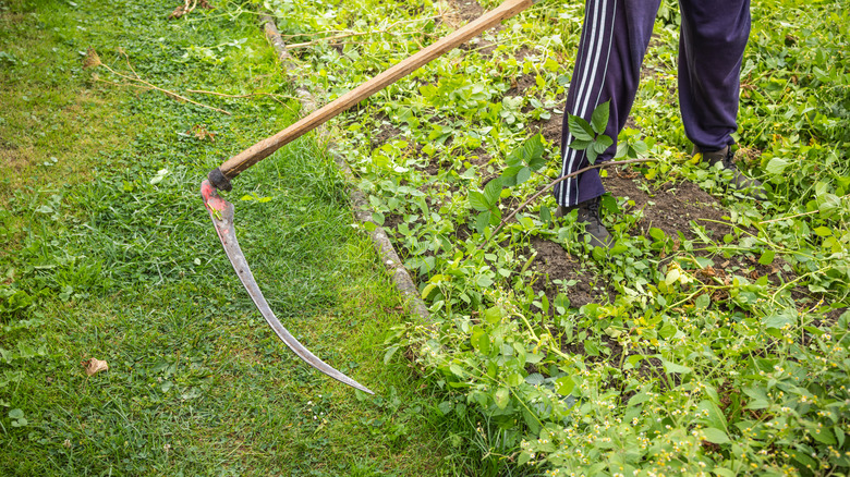 A  person swings a scythe to cut their grass and weeds.