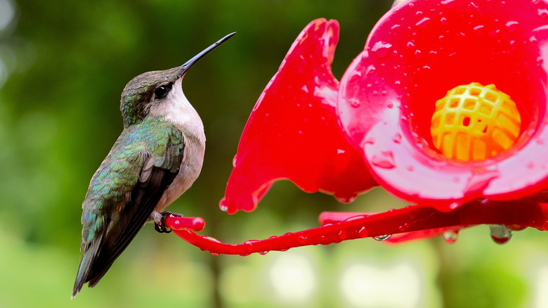A  hummingbird enjoys nectar from a feeder.