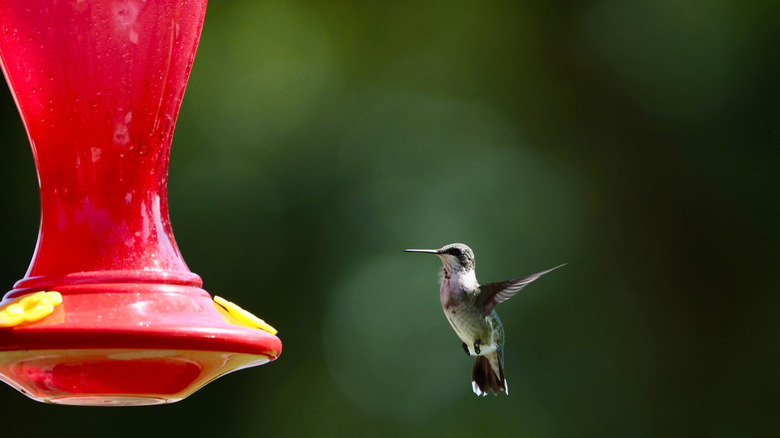 A hummingbird hovers near a feeder.