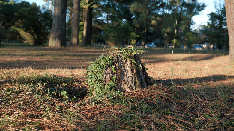 An old tree stump is covered in ivy.