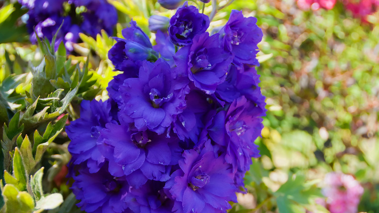 Tall spike of blooming purple delphinium flowers growing in a garden bed