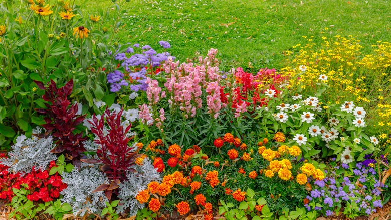 A vibrant flower bed filled with a colorful mix of blooming annuals and perennials, set against a lush green lawn