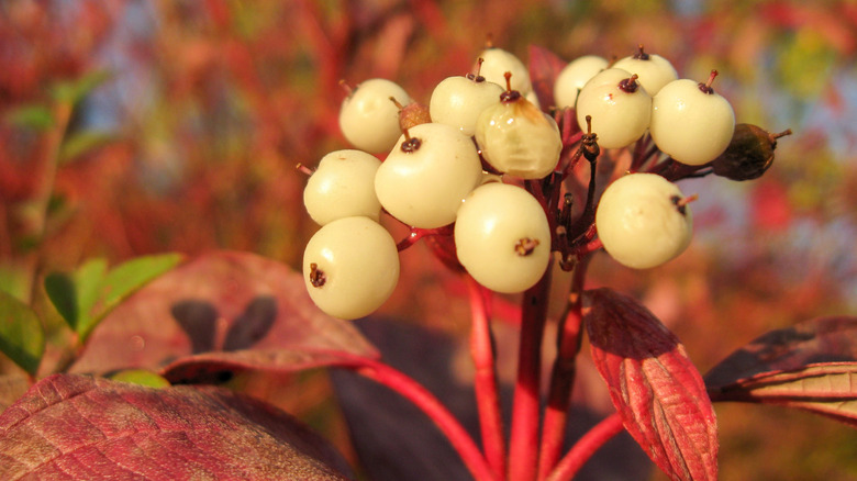 Close up of white red-twig dogwood berries and red leaves