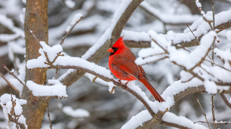 A bright red cardinal sits on a snowy branch.