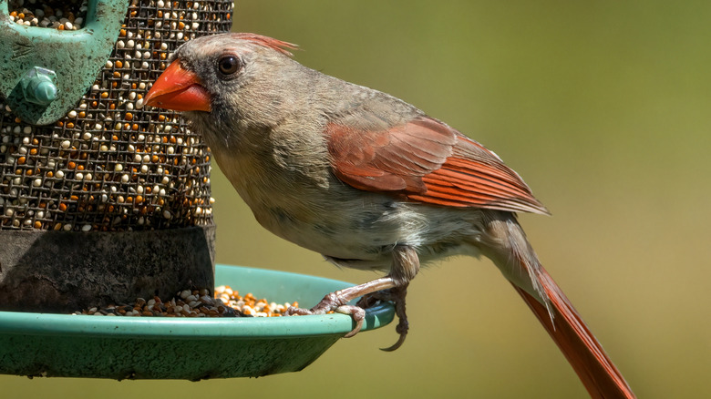 A tan and red female northern cardinal perched on a green plastic bird feeder