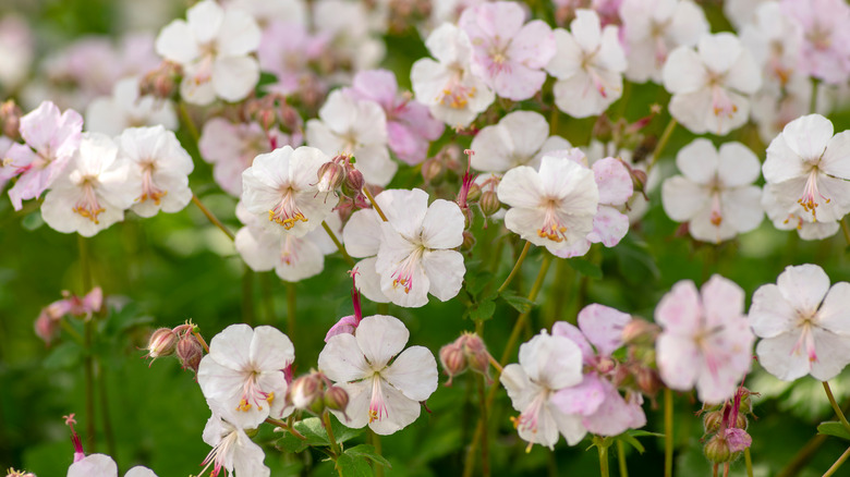 Beautiful 'Biokovo' cranesbill geranium flowers bloom in a group.