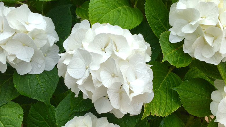 Close up of white hydrangea flowers.