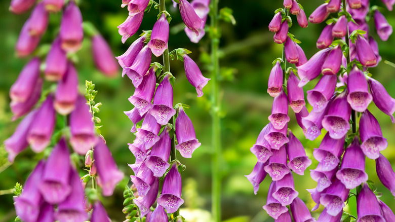 Purple and pink foxglove flowers growing on green stalks.