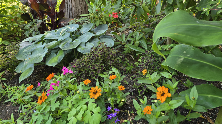 A shaded garden holds hostas and more shade-tolerant flowers.