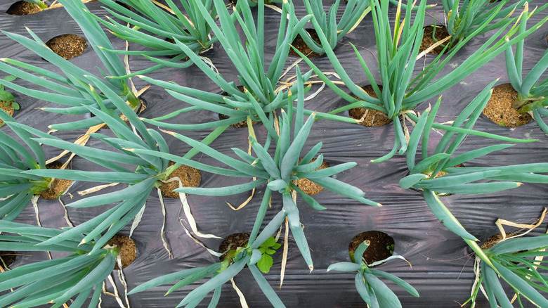 Green leek plants growing in black plastic sheet mulch