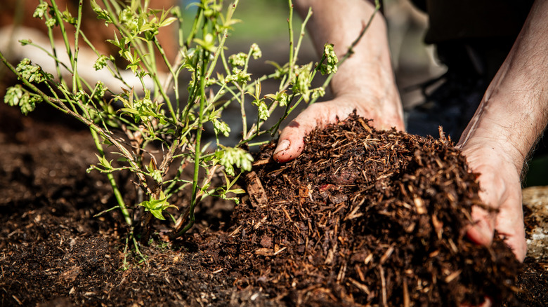 A man's hands spreading brown mulch around a young blueberry plant
