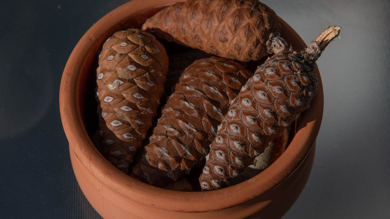 Several large brown pine cones sit in a terracotta pot.