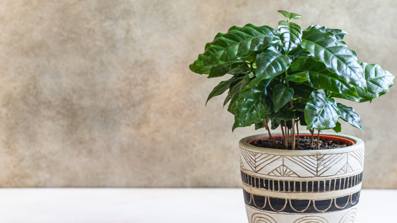 Coffee plant grows in a pot.