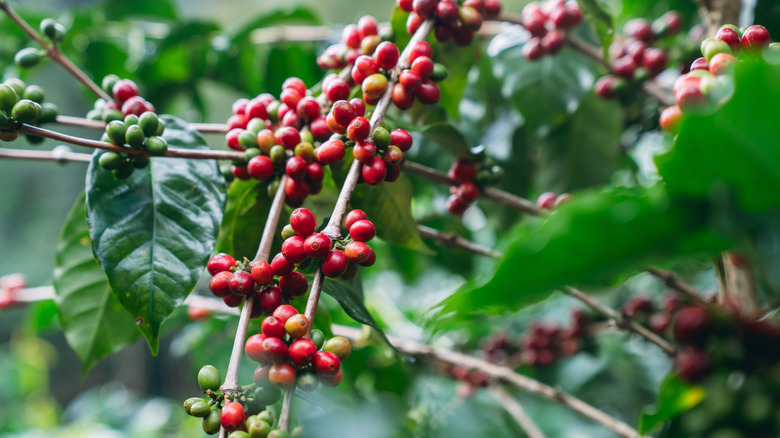 Close up of coffee beans growing on a branch.