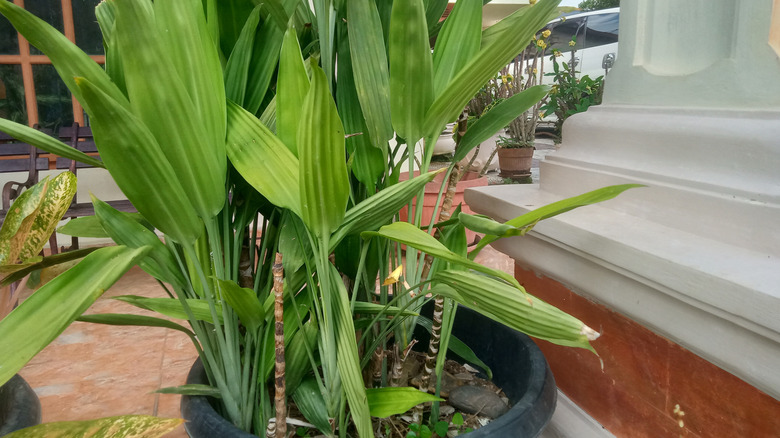 A cast iron plant thrives in a container.