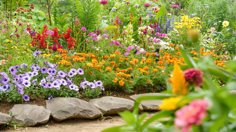 Colorful flowers bloom in a summer garden.