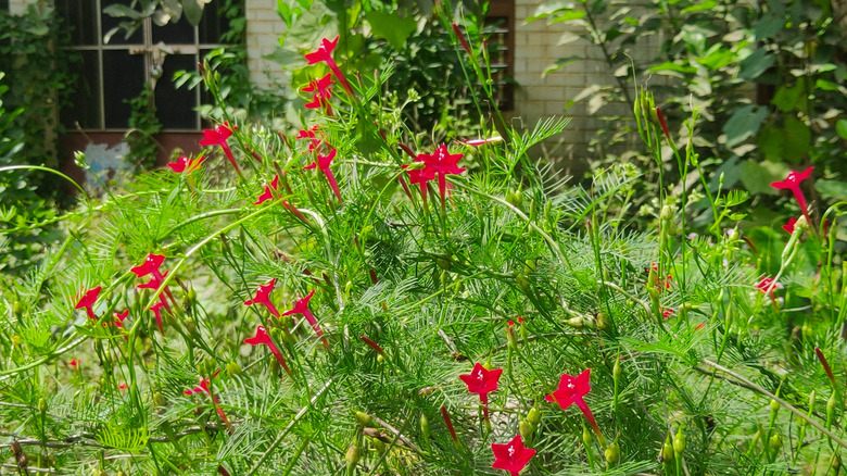 Green cypress vine with red flowers growing in front of a house