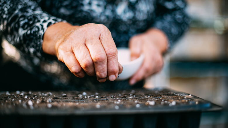 Someone planting seeds in potting soil.