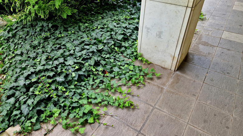 English ivy creates a thick ground cover.