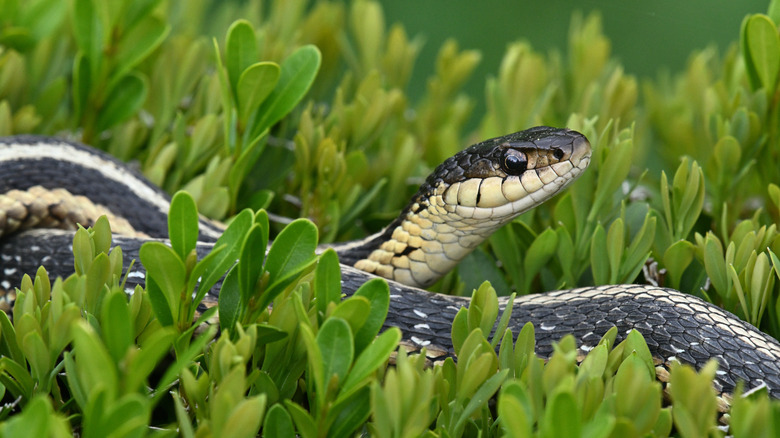 A garter snake in leafy groundcover.