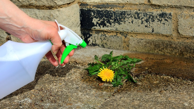 A spray bottle being used to kill a dandelion weed