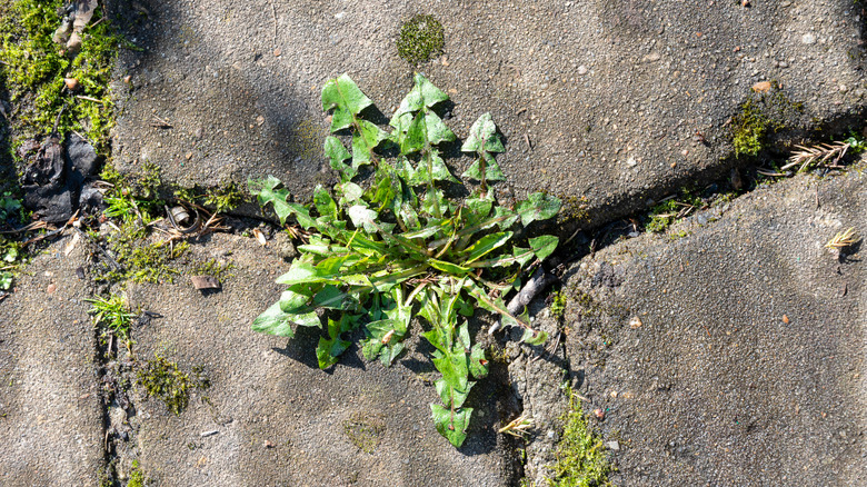 Leafy weeds growing between concrete tiles in the bright sunshine
