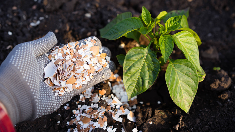 sprinkling eggshells around a plant
