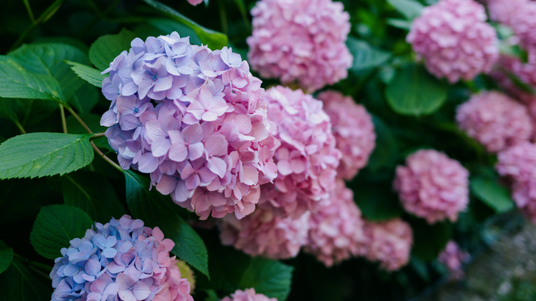 Close-up of hydrangeas in a garden