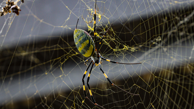 Closeup of a yellow and black Joro spider on a golden web