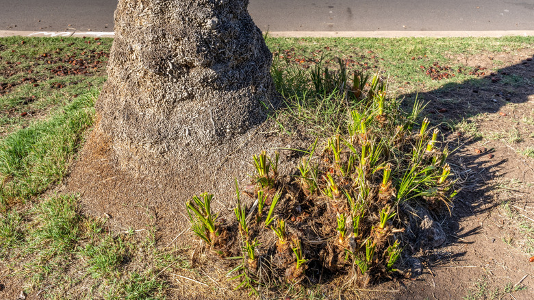 A palm tree has small suckers growing next to it.
