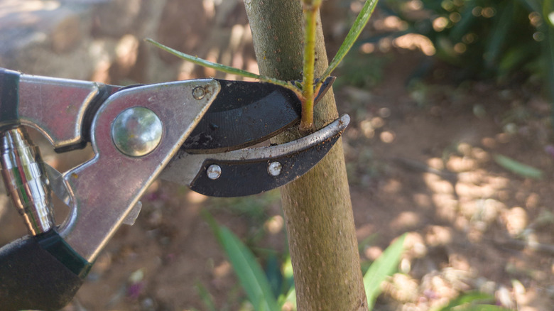 A person prunes a small growth off of tree branch.