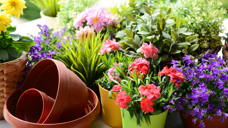 Some empty pots are in front of planters full of flowers.