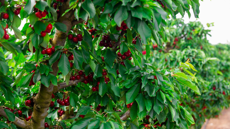 Red cherries grow on a cherry tree.
