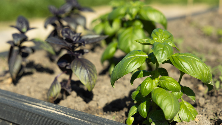 Purple and green basil grow in a garden.