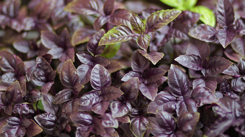Purple basil thrives in a garden.