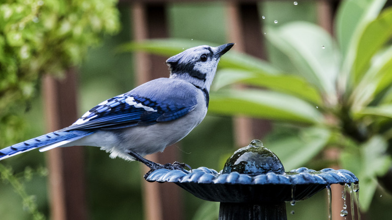 A blue jay perches on a bird bath.