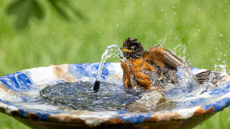 A bird bathes in a bird bath.