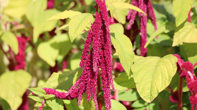 Red love-lies-bleeding amaranth blooms in a garden.