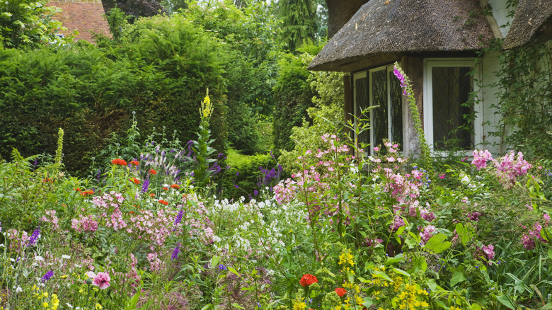 An old fashioned flower garden flourishes in front of a home with a thatched roof.