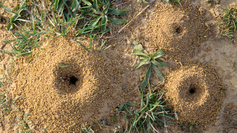 Three ant hills on grassy ground