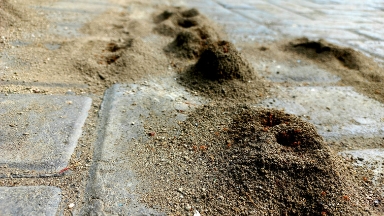 Close up of ant hills on a paved surface
