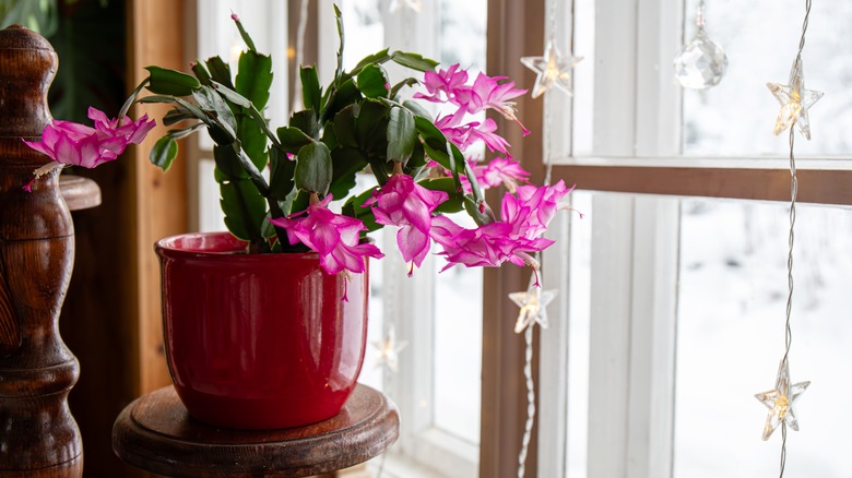 A Christmas cactus blooms by a window.