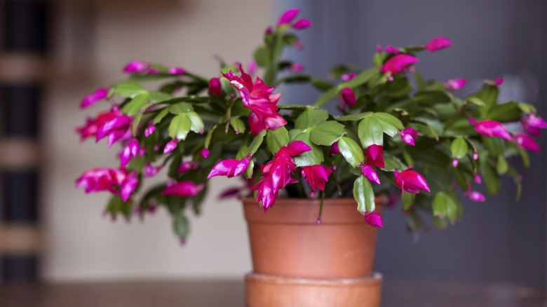 A Christmas cactus blooms with bright pink flowers.