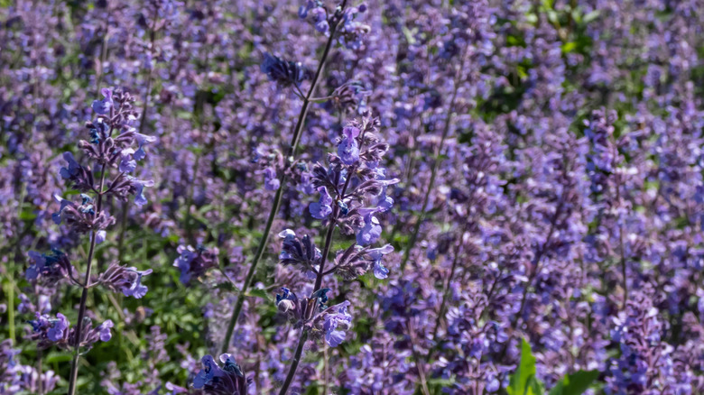 Purple Walker's Low catmint flowers