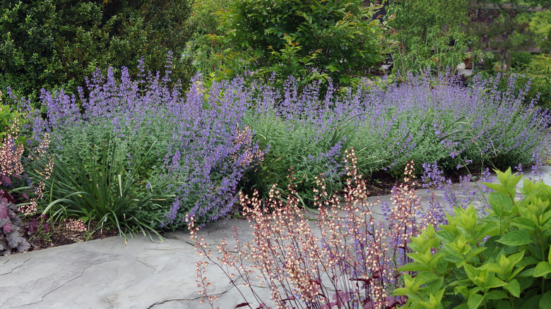 A garden path edged with purple blooming Walker's Low catmint