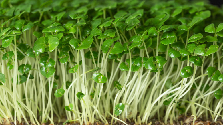 Chia microgreens have white stems with open green leaves.